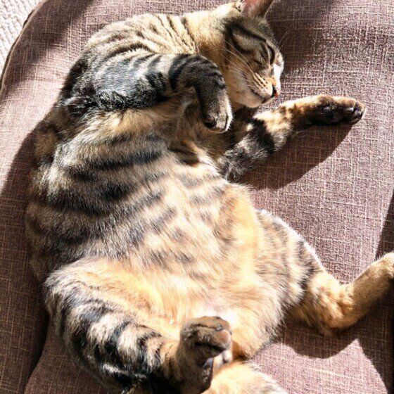 ヘソ天するキジトラの青葉くん