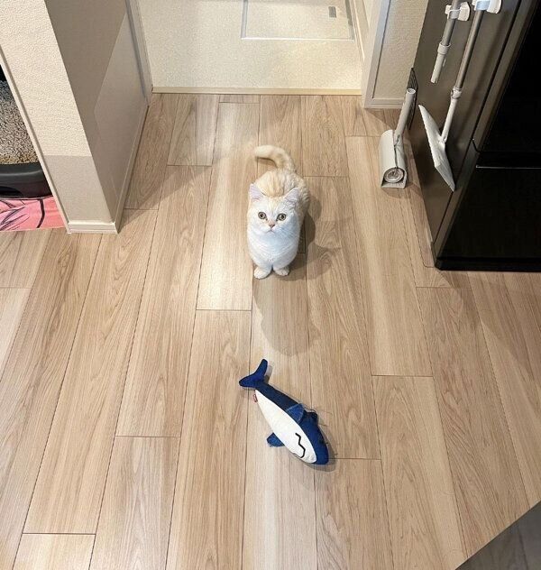 見つめるちくわくん