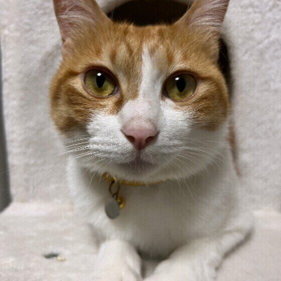 Mix（茶×白）のてんくん♪