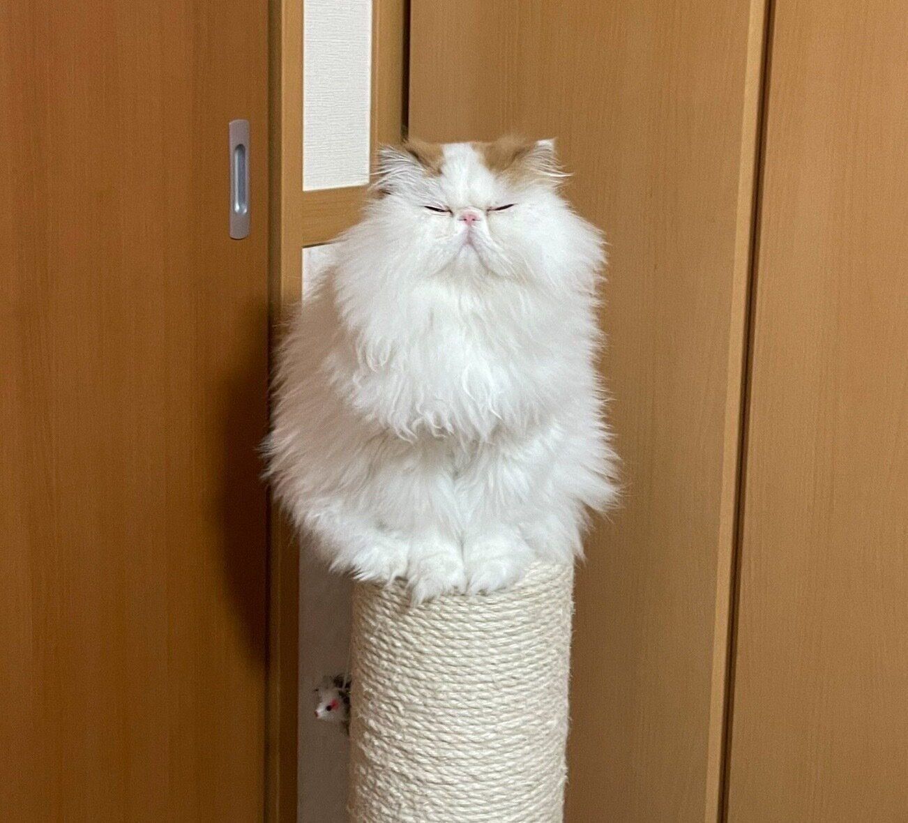 置物のように佇むもけちゃん