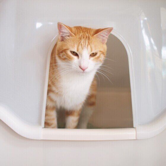 トイレに入るジャパニーズ・ボブテイル