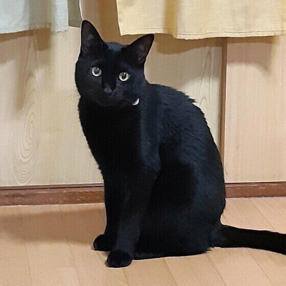 黒猫のぽんちゃん