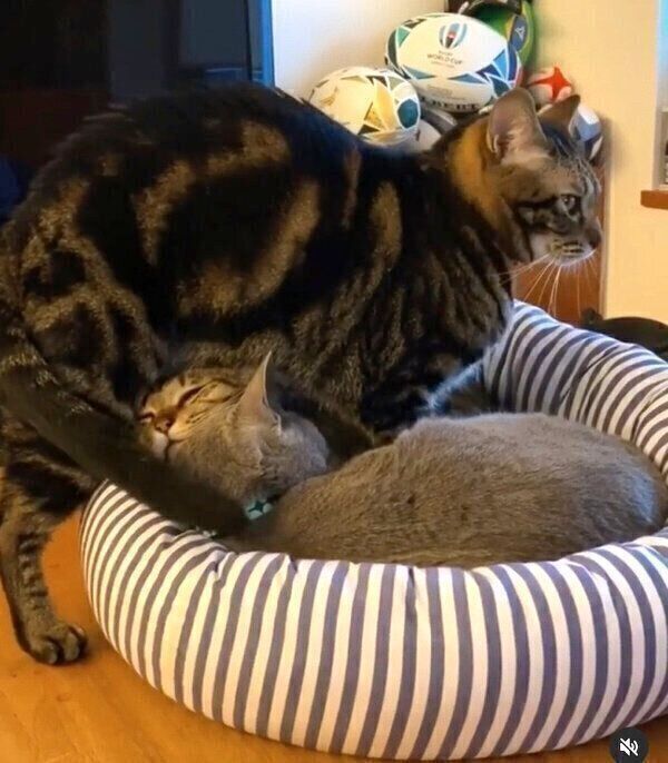 猫団子になる猫