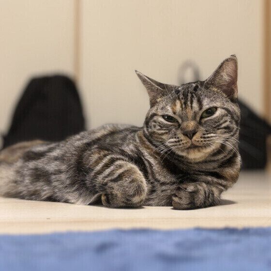 アメショのハチちゃん