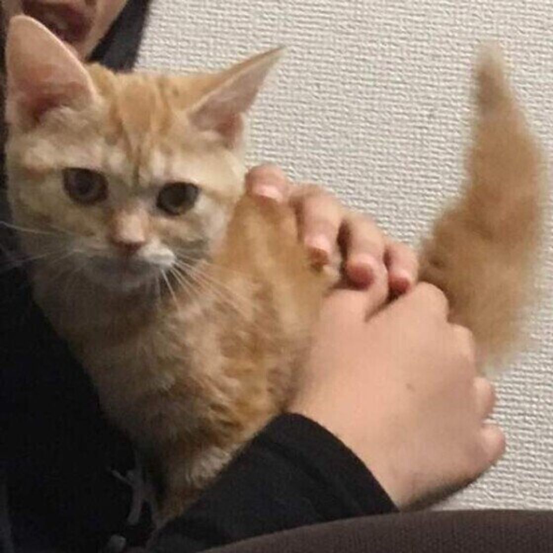 しっぽ の動かし方には意味がある 6つの動きからわかる猫のキモチ ねこのきもちweb Magazine しっぽ の動かし方には意味がある 6つの動きからわかる猫のキモチ ねこのきもちweb Magazine