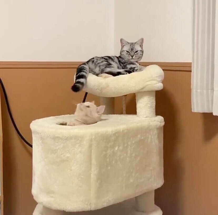 あんみつちゃんのしっぽで遊ぶしらたまくん