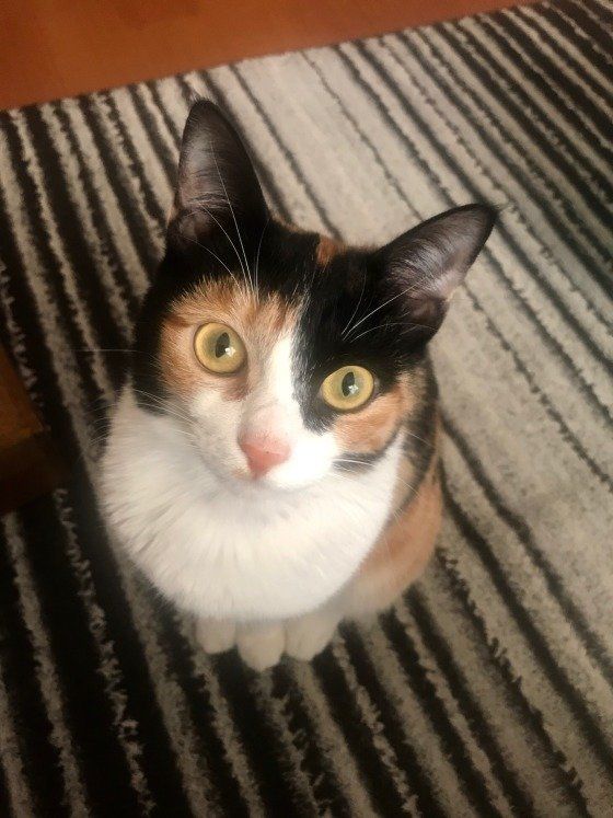 ミケの福ちゃん