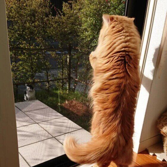 庭に来た猫に興奮する猫