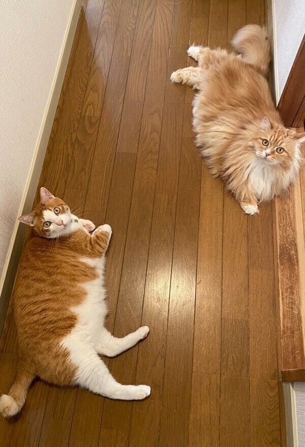 廊下でまったりするまめちゃんとふうたくん