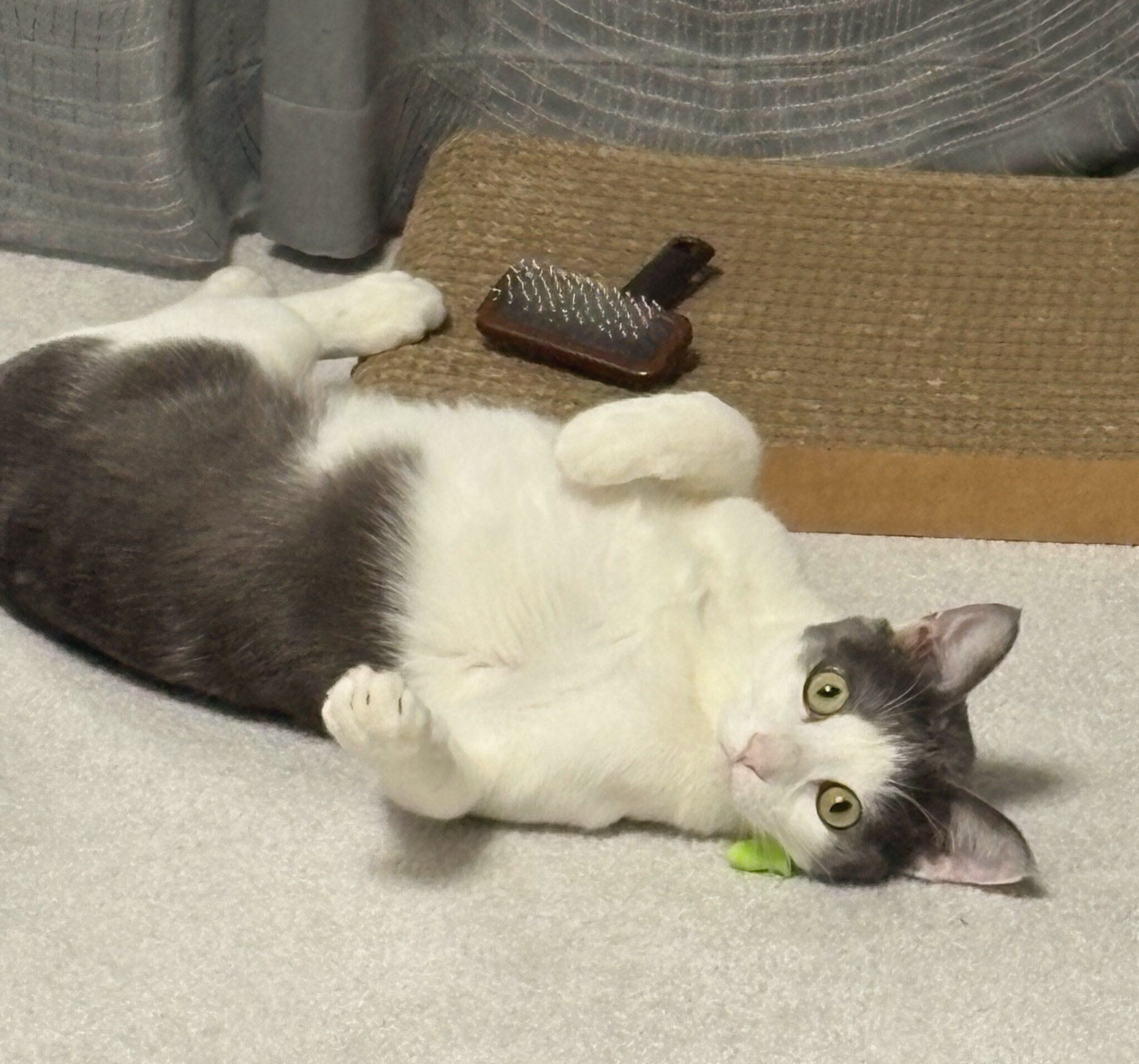 遊びたがっている様子の猫