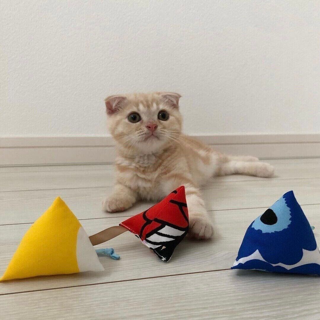 ねこびしで遊ぶLeoくん