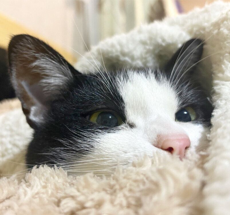 毛布に包まれている猫