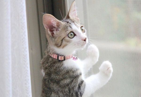 外を見つめるなるちゃん