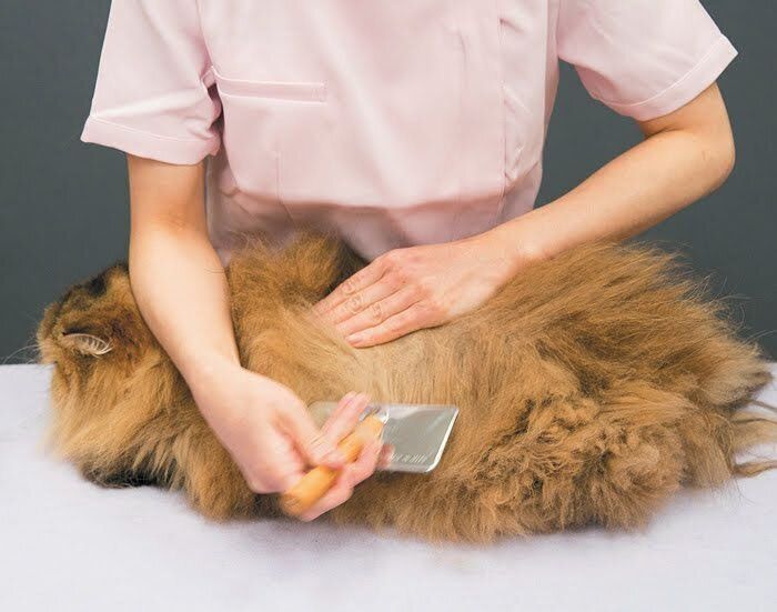 毛をとかされる猫