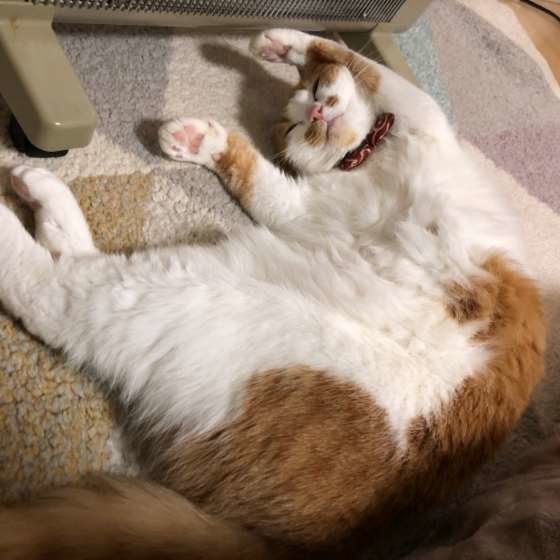 あずきちゃんの寝相