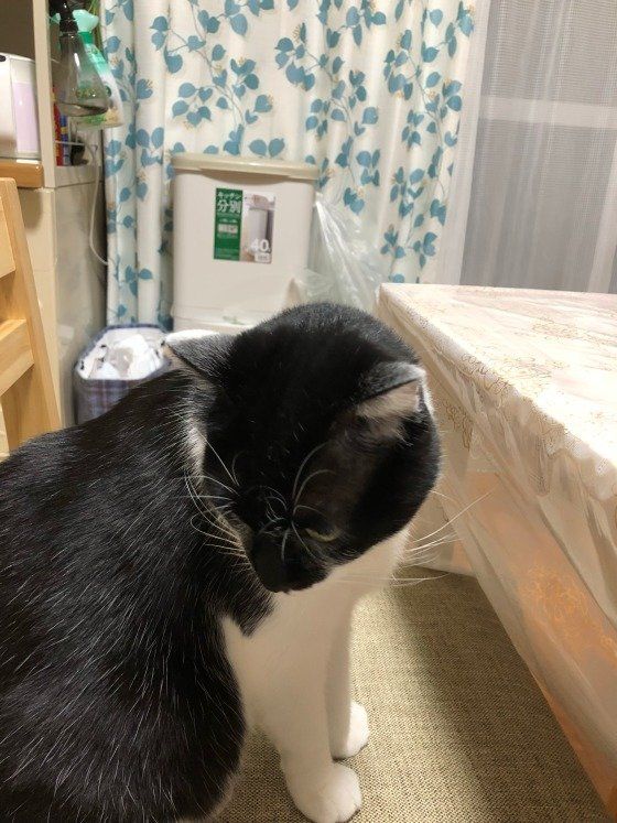 目をそらす黒×白MIX