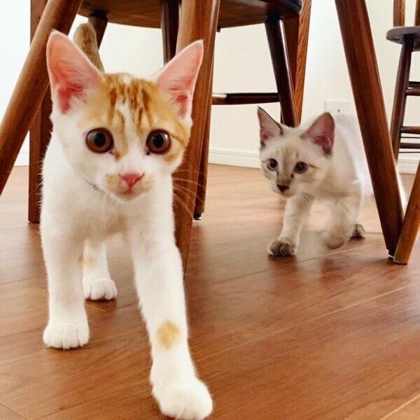 子猫時代のガルボくんとプッカちゃん。