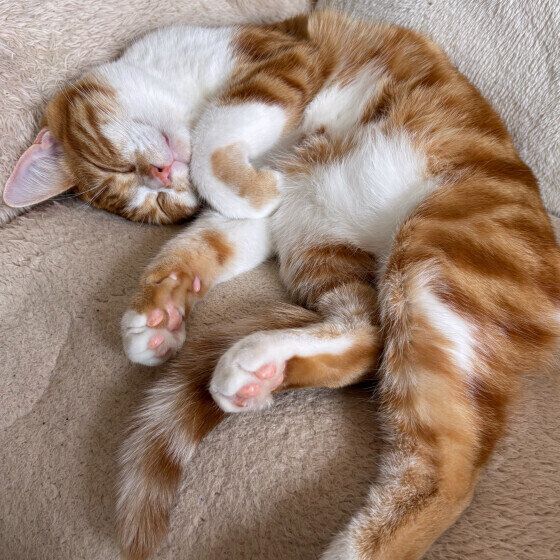 まったりするマンチカン