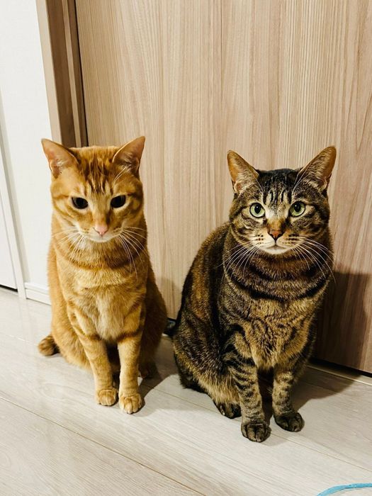 おやつがほしいときは結託する?茶太郎くんと雷蔵ちゃん