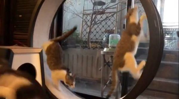 キャットホイールで遊ぶ猫