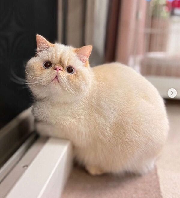 ニャルソックをするミツロウくん