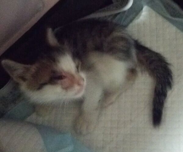 保護当時のすてらちゃん
