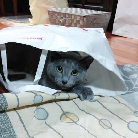 袋に入るロシアンブルー