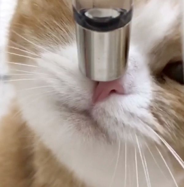 寄り目で水を飲む猫