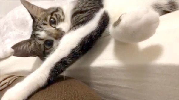 エアふみふみをする猫