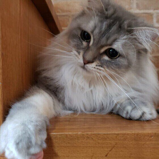 サイベリアンのさくらくん