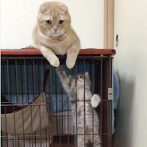 新入りをあやすニャンコ