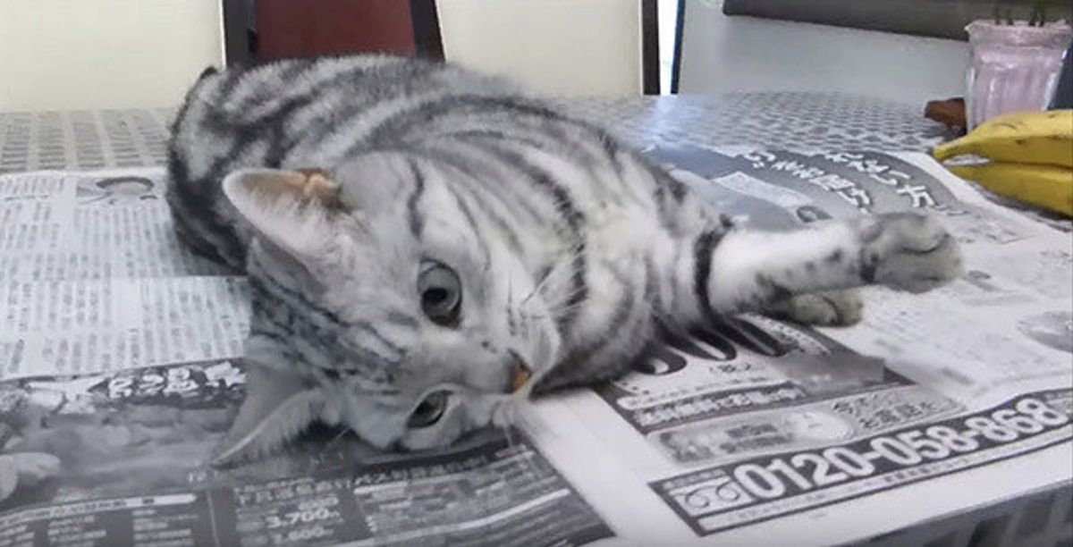 かわいいけど困っちゃうことも 新聞に乗って邪魔する猫の心理とは ねこのきもちweb Magazine かわいいけど困っちゃうことも 新聞に乗って邪魔する猫の心理とは ねこのきもちweb Magazine