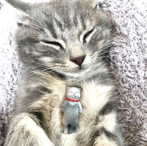 カプセルトイ「#へそ天にゃん」