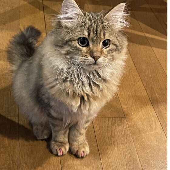 サイベリアンのミミンヌちゃん