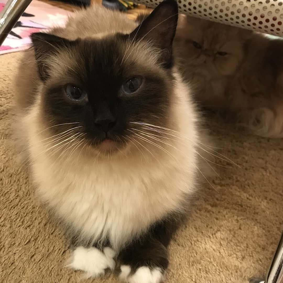 ハッピーくんとアリスちゃん