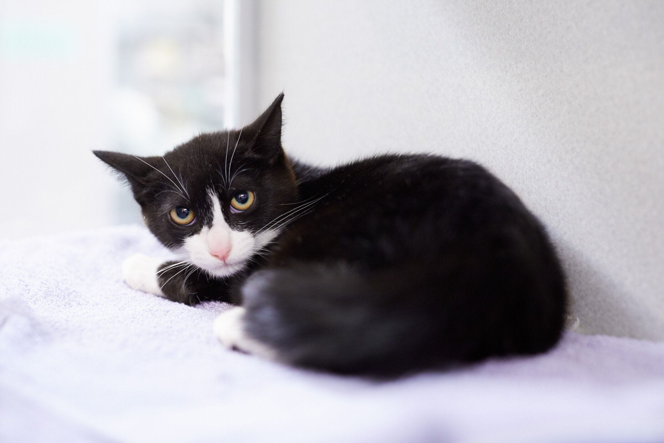 怖がる黒白の子猫