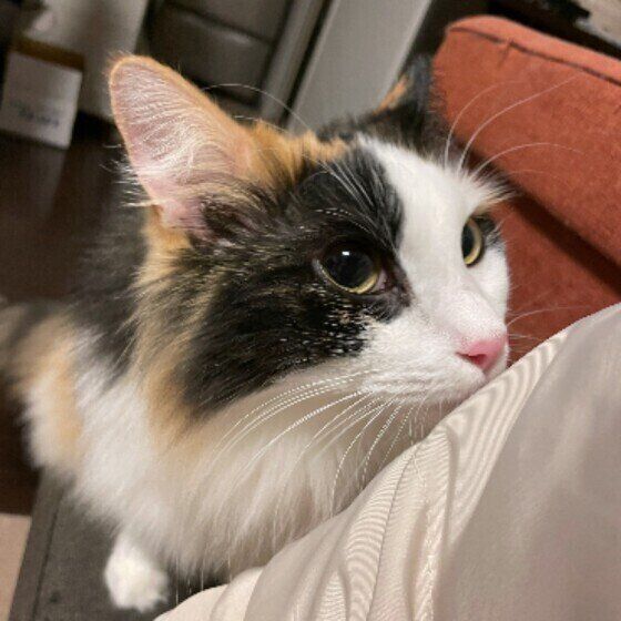 ニオイを嗅ぐ猫