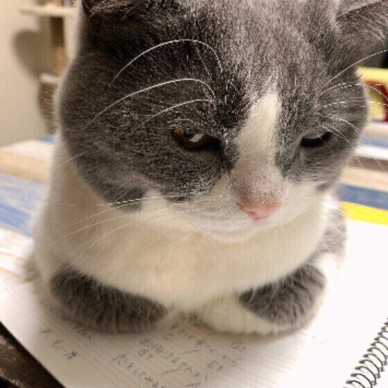 うに。くん（ブリティッシュショートヘア）