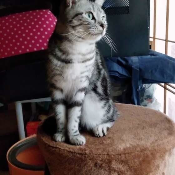 キャットタワーに座るアメリカンショートヘア