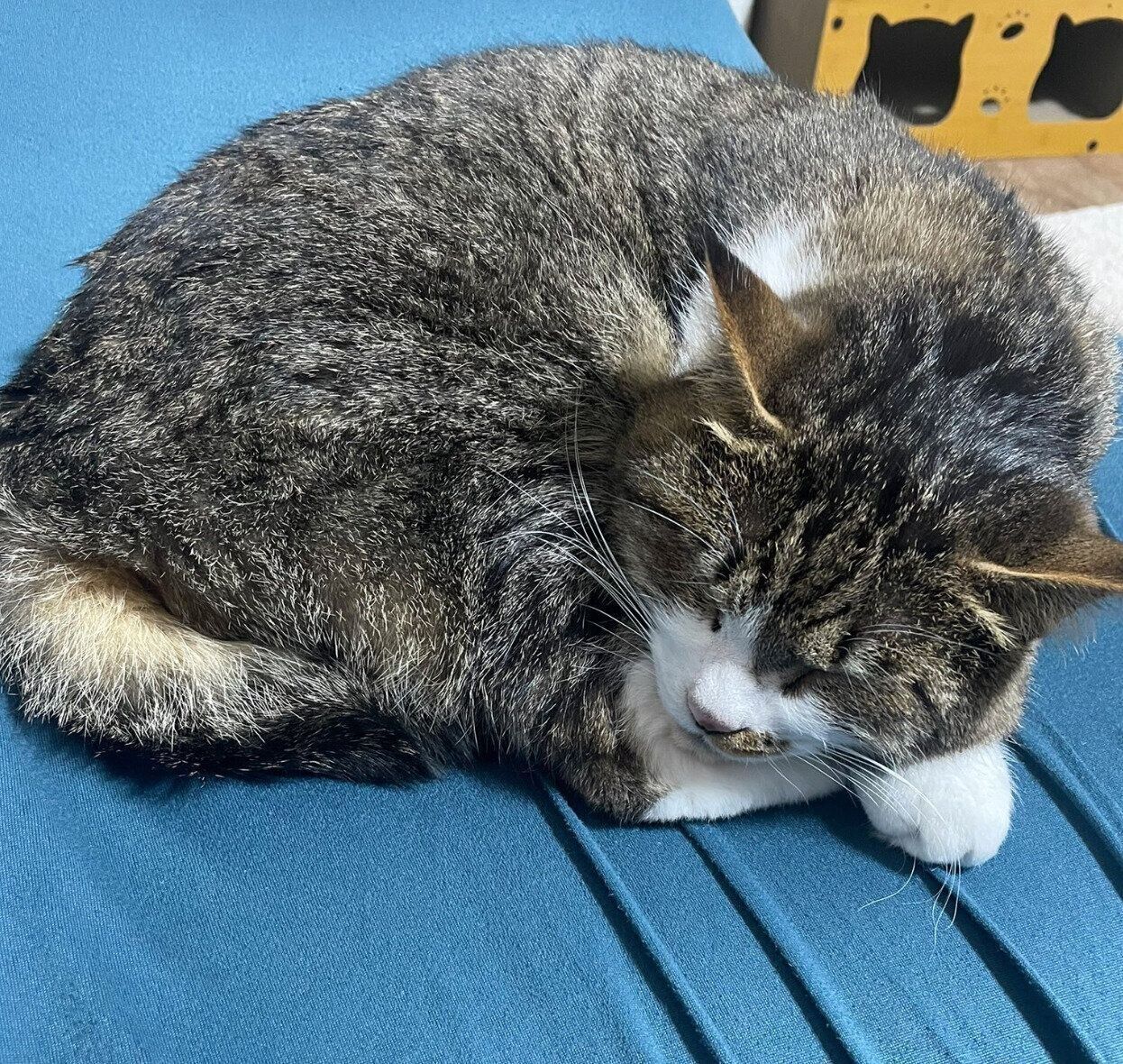 別の日のちいまくん