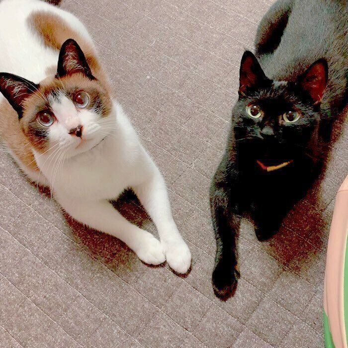 見つめるぽんちゃん、クロロ教官