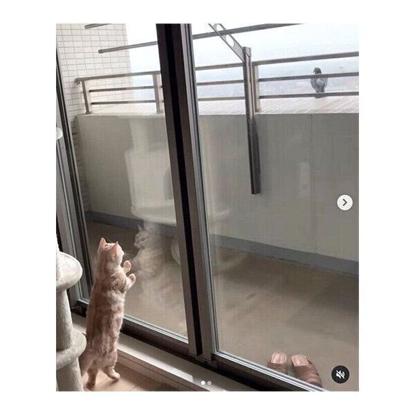 鳩を見て大興奮するナツちゃん