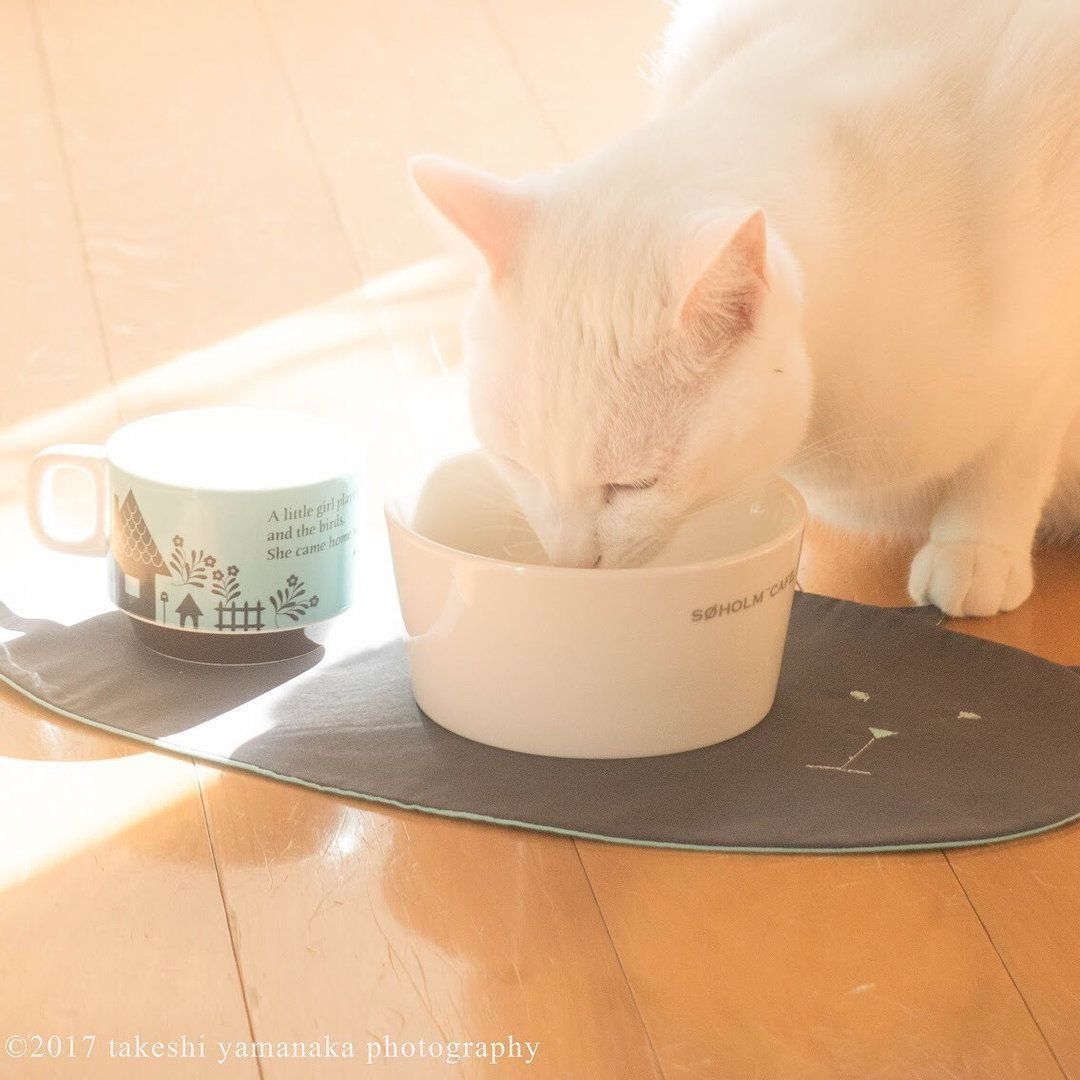 白猫のもっちちゃんとランチョンマット