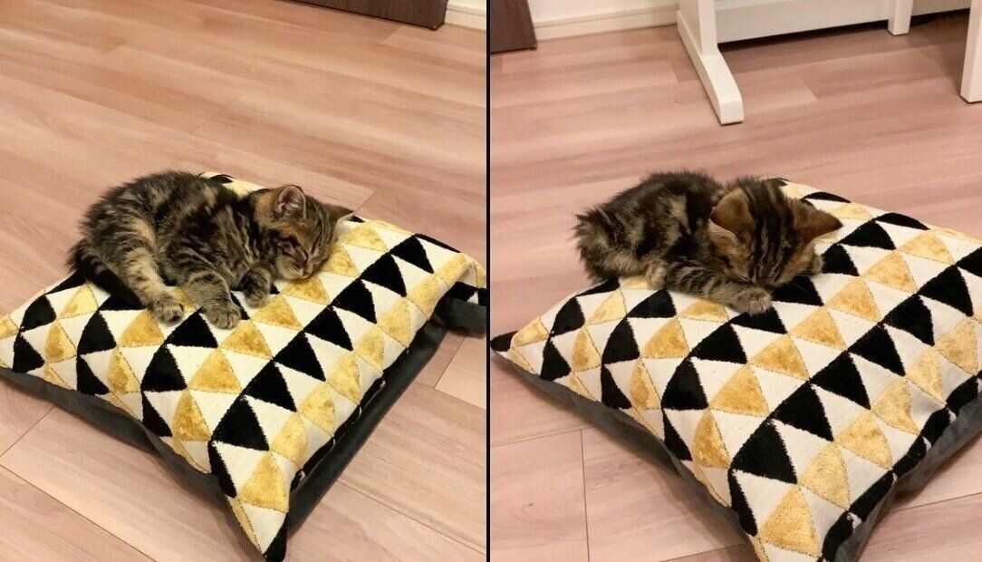 眠るもなかくん