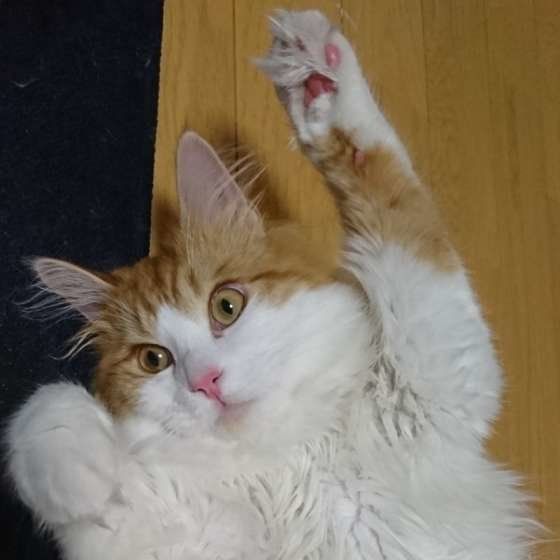 メインクーンのソルくん