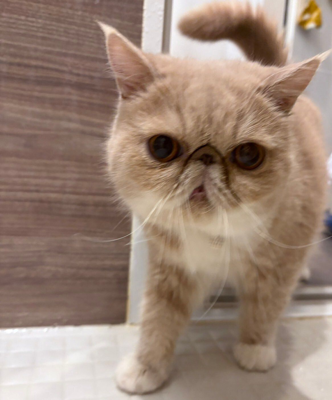 2才のエキゾチックショートヘア