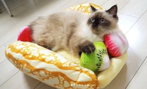 「にゃんこクレープオムレット」でくつろぐヒマラヤン