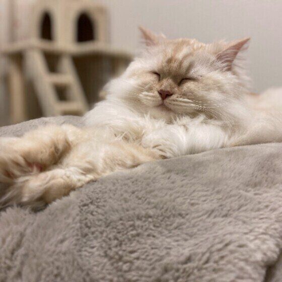 眠そうな表情のマンチカン