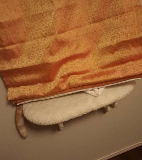 スコティッシュフォールドのはんぺんくん