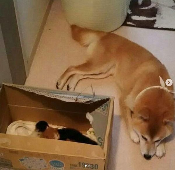 突然出会った4匹の子猫